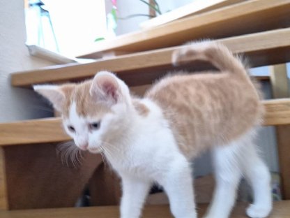 Babykatzen