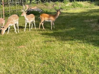 Bild 3:Verkaufe oder tausche Damhirsch