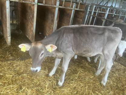 Brown Swiss Kuhkalb, Braunvieh