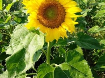 Bild 2:BIO Sonnenblumenkerne