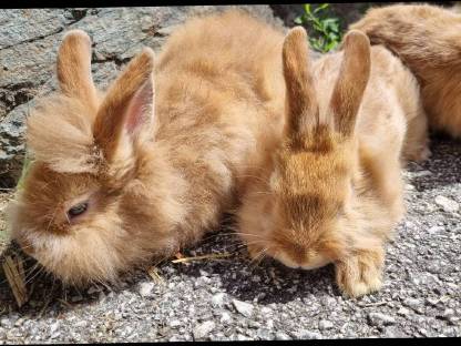 Zwerg Löwenkopf Kaninchen