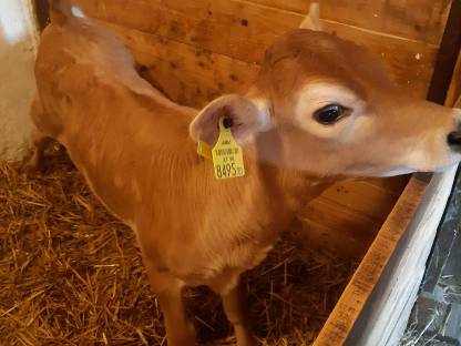 Jersey Kalb weiblich