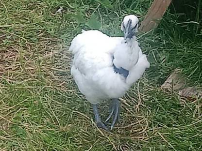 Bild 2:Gahamong Hühner