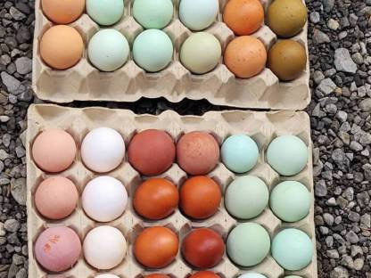 Bild 7:Bruteier Bunte Mischung