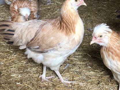 Bild 8:Sulmtaler Hühner, Hähne, Küken, Bruteier