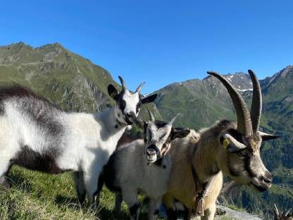 Bild 2:Passeirer Goas