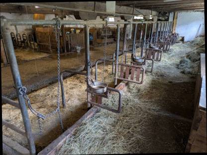 Bild 7:Aufstallung für Kälber und Kühe