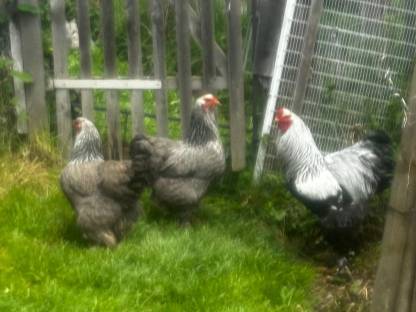 Brahma gesperbert, Brahma silbergebändert, Shamo, Ga H'mong, Stoapipperl