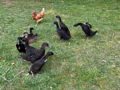 Bild 4:Junge Laufenten, Schneckenfresser, Enten