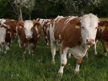 Bild 3:Kaufen Fleckvieh Zuchtkälber