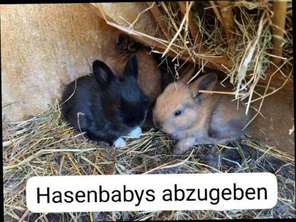 Hasenbabys Kaninchen abzugeben Löwenkopf