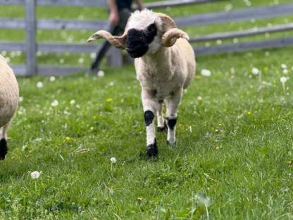 Walliser Schwarznasenschaf Widder, HB, TGD