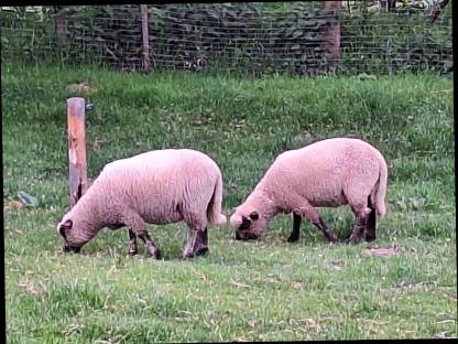 Shropshire Lämmer abzugeben
