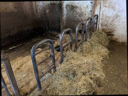 Bild 4:Aufstallung für Kälber und Kühe