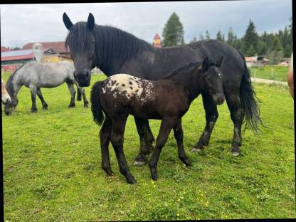 Bild 6:Noriker Glanzrappe