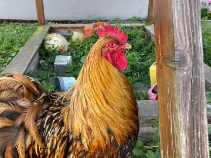 Bild 9:Seltene Rassen