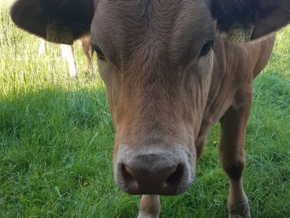 Zwei trächtige Bio-Fleckvieh Kalbinnen abzugeben!