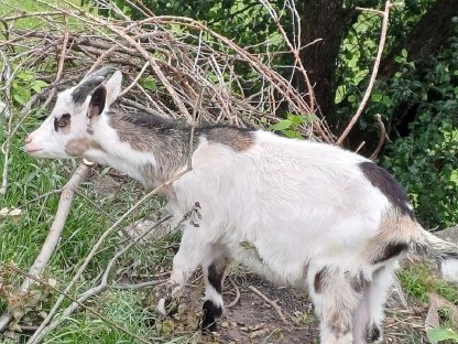 Bild 4:2 Ziegenböcke abzugeben und eventuell 1 Ziege