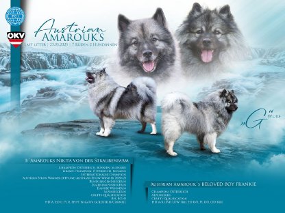 Bild 7:Wolfsspitz-Welpen, reinrassig, FCI Papiere, Abgabe Ende Juli