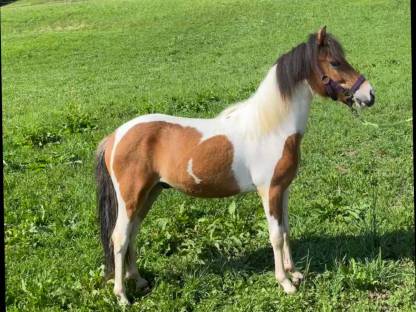 Pony