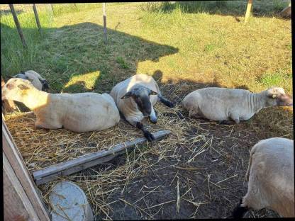 Shropshire Schaf