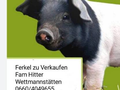 Ferkel