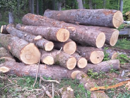 Holz