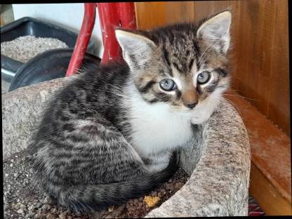 Babykatze (Kater)
