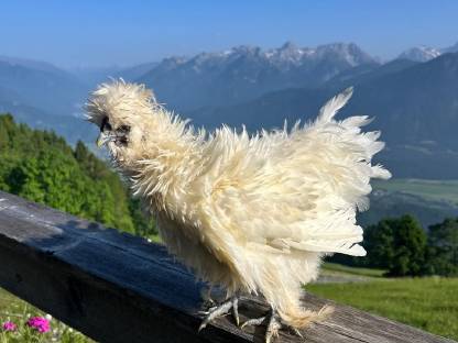 Bild 6:Junghähne zum Hergeben, verschiedene Hähne