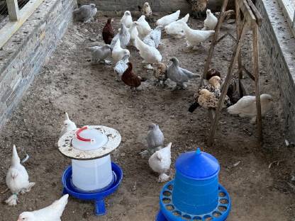 Bild 3:Federfüßige Jungtiere