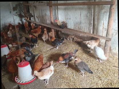 Bild 9:New Hampshire, Sulmtaler, Italiener Nachzucht 2024