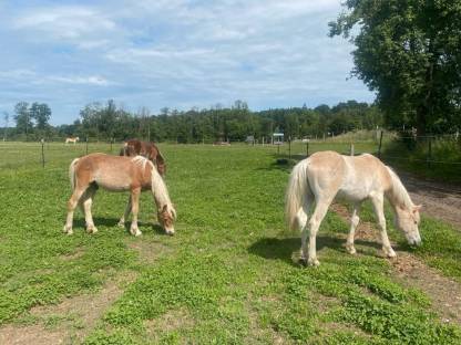 Bild 2:Aufzuchtplatz zu vergeben
