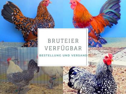 Bruteier