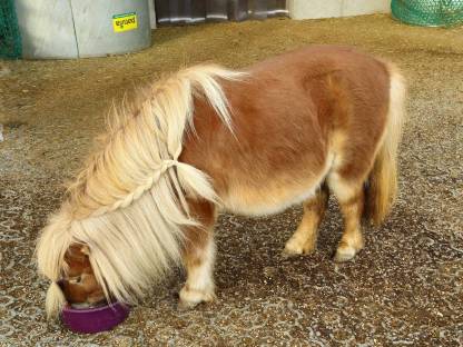 Mini Shetlandpony