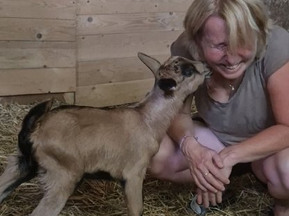 Gämsfarbige Gebirgsziege Böckchen