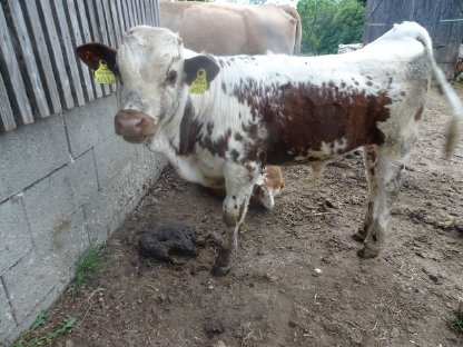 Bild 2:Pustertaler Sprinzen BIO - PSR-Kühe mit Kalb