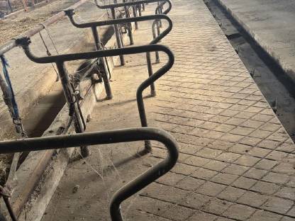 Schauer Rinderaufstallung
