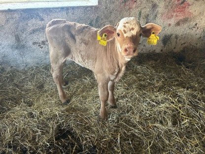 BIO Fleck Kalb