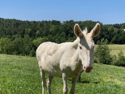 Barockeselstute