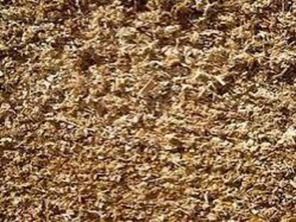 Maissilage gesucht