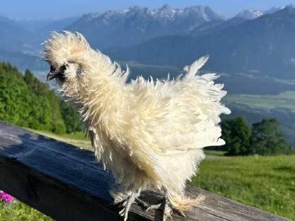 Bild 5:Junghähne zum Hergeben, verschiedene Hähne