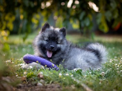 Bild 5:Wolfsspitz-Welpen, reinrassig, FCI Papiere, Abgabe Ende Juli
