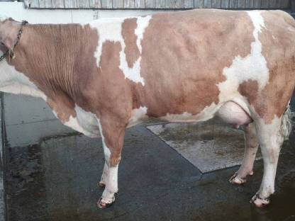 Bild 4:Bio FL-RF-Erstlingskühe aus Aufzuchtbetrieb