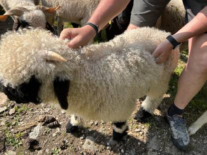 Bild 3:Walliser Schwarznasen Widder