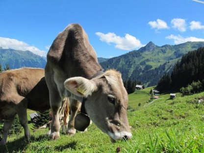 Melker/Betriebshelfer/Tierpfleger sucht