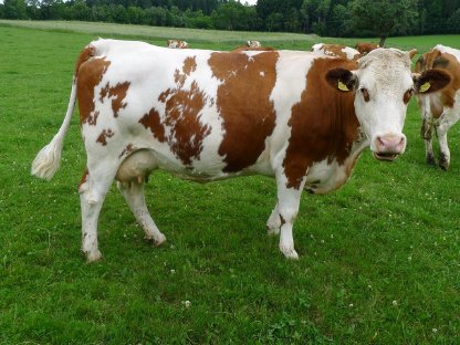 Bio-Fleckvieh-Milchkuh, hochträchtig
