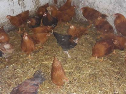 Bild 3:New Hampshire, Sulmtaler, Italiener Nachzucht 2024