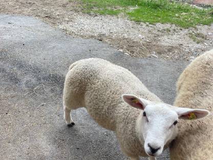 Texel Jungböcke zum Verkauf