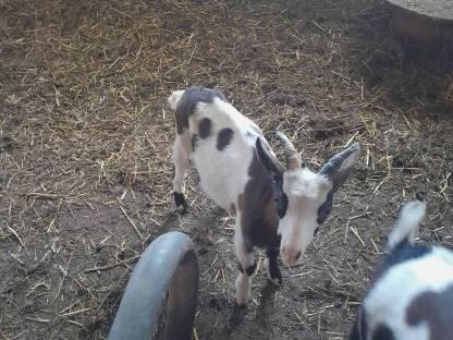 Tauernschecken Bock