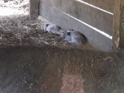 Verkaufe Ferkel